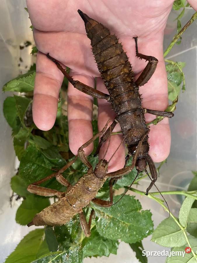 straszyki nowogwinejskie i australijskie