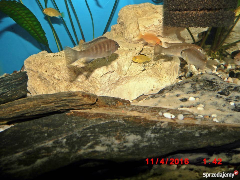 Pyszczaki Pseudotropheus Flavus Kraków