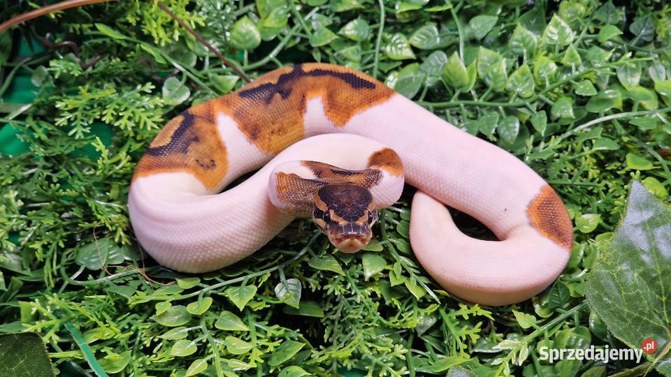 Pyton Krolewski Hodowla w niewoli Bytom