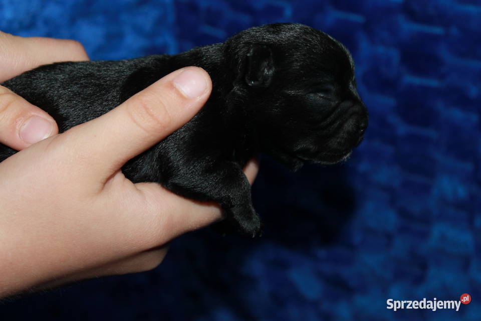 Chihuahua suczka ZKwP FCI Świnoujście