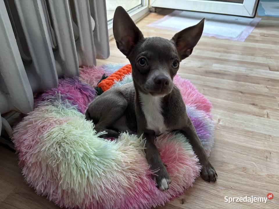 Chihuahua piesek liliowy Kielce
