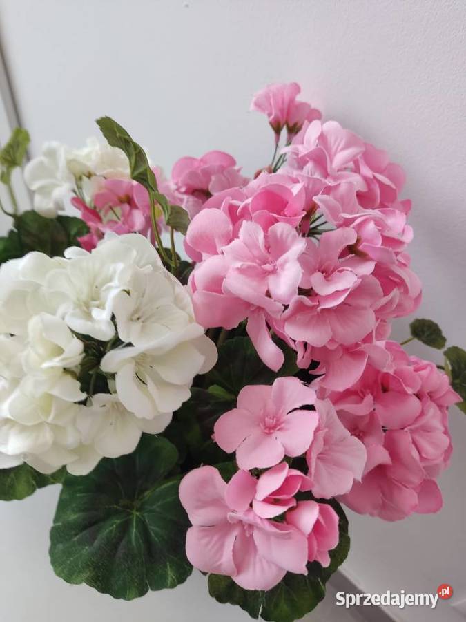 PELARGONIE ZYWE odcienie różowego Straszęcin