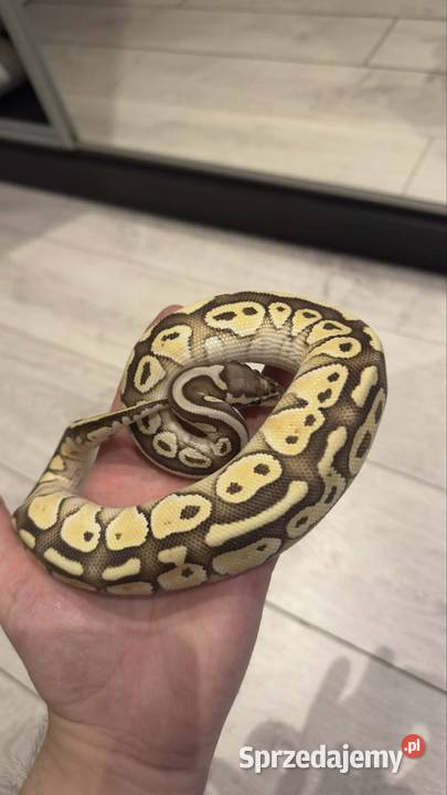 Pyton królewski Lesser Hurricane Siemianowice Śląskie