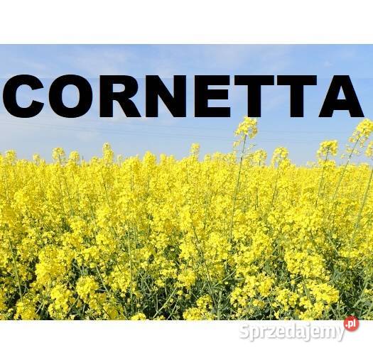 Rzepak SY Cornetta Buteo Start
