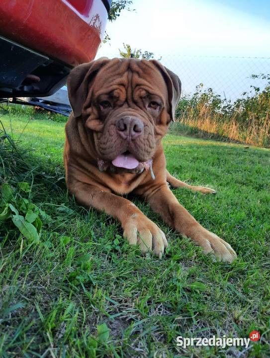 Szczeniaki Dogue de Bordeaux Szydłowiec