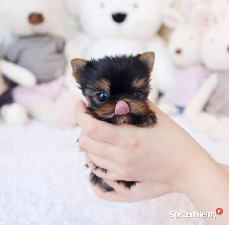 DOVE MINIMICRO CUDEŃKA YORKSHIRE TERRIER Gdańsk