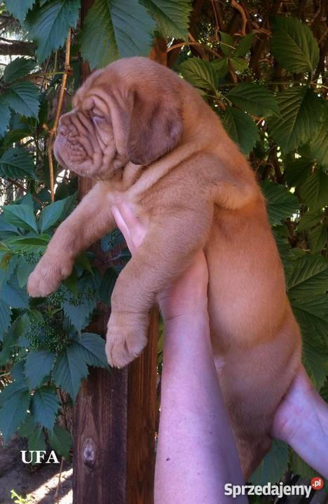 Dogue de Bordeaux Dog Mastif szczenięta FCIZKwP Iwonicz-Zdrój