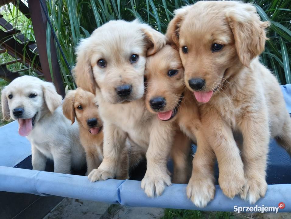 Golden retriever suczka Chodków Stary sprzedam