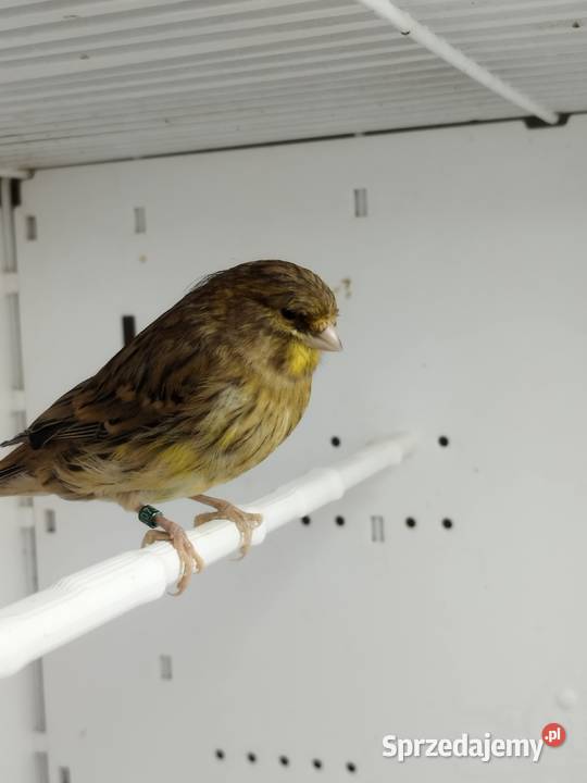Kanarki Gloster samce 26 r wielkopolskie Gostyń