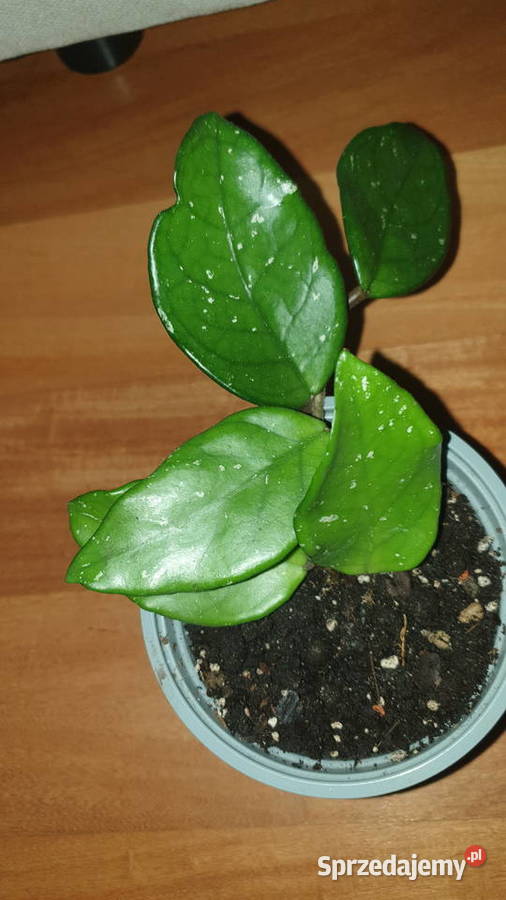 Hoya hoja kwiat rosnący 1 sprzedam