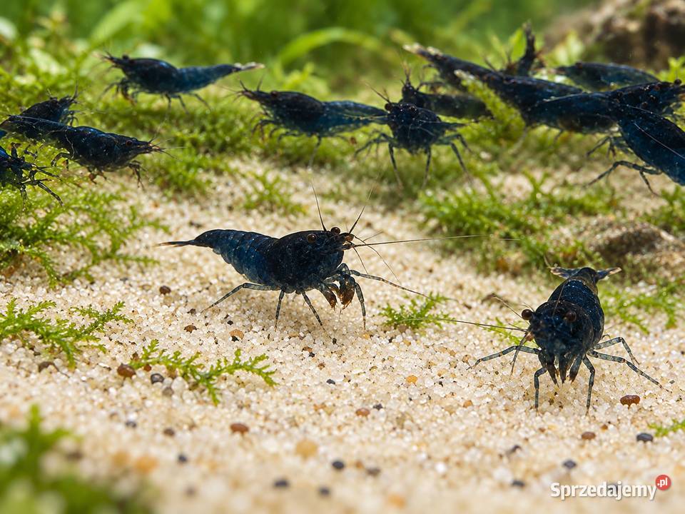 KREWETKA BLUE VELVET NEOCARIDINA DAVIDI Inowrocław