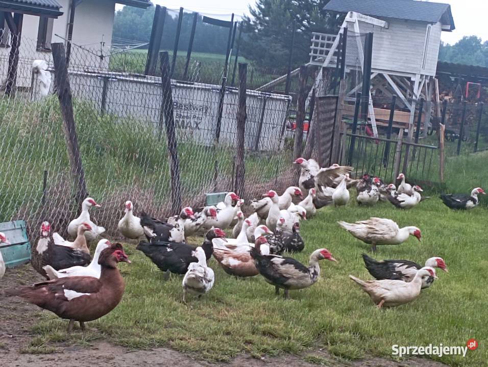 DUŻE KACZORY Kaczki Dorosłe Do Uboju Zaraz Chowu Golasowice