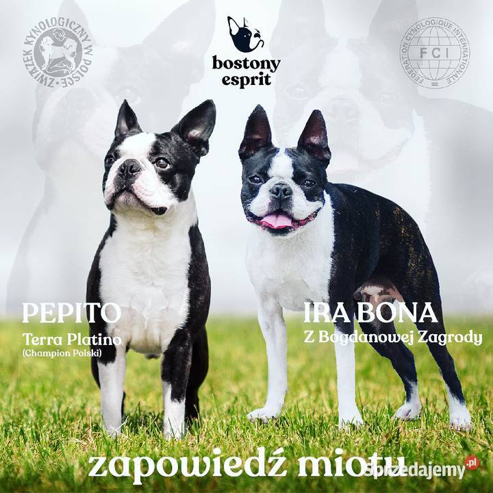 Reproduktor Boston Terrier Champion ZkwP FCI usługa dla zwierząt