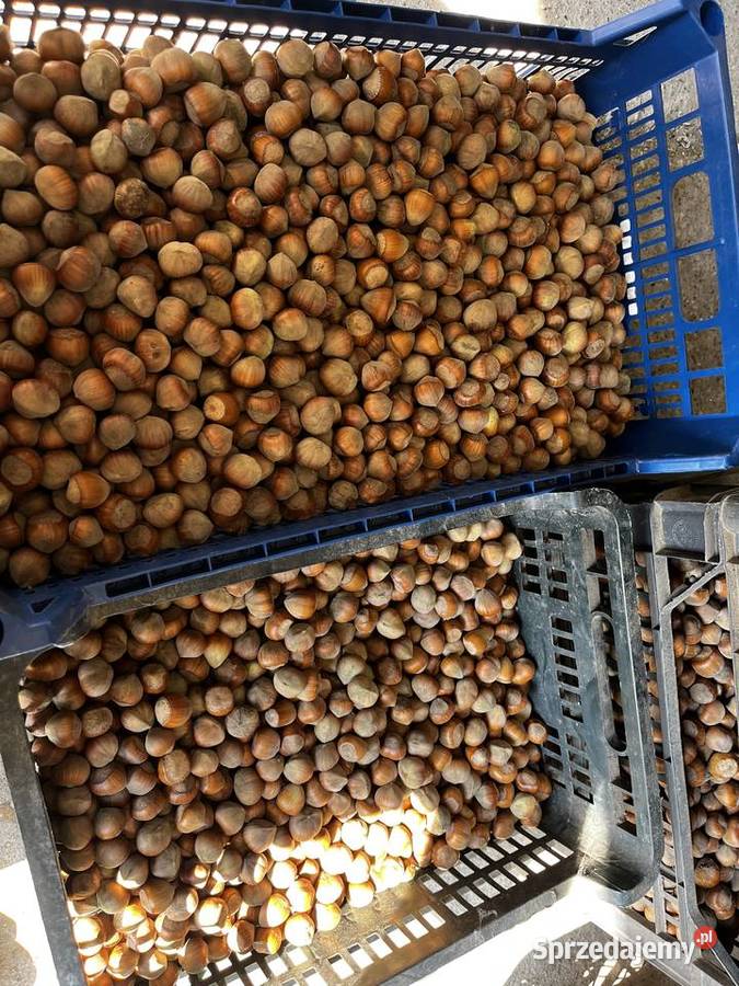 Orzechy laskowe Pozostałe