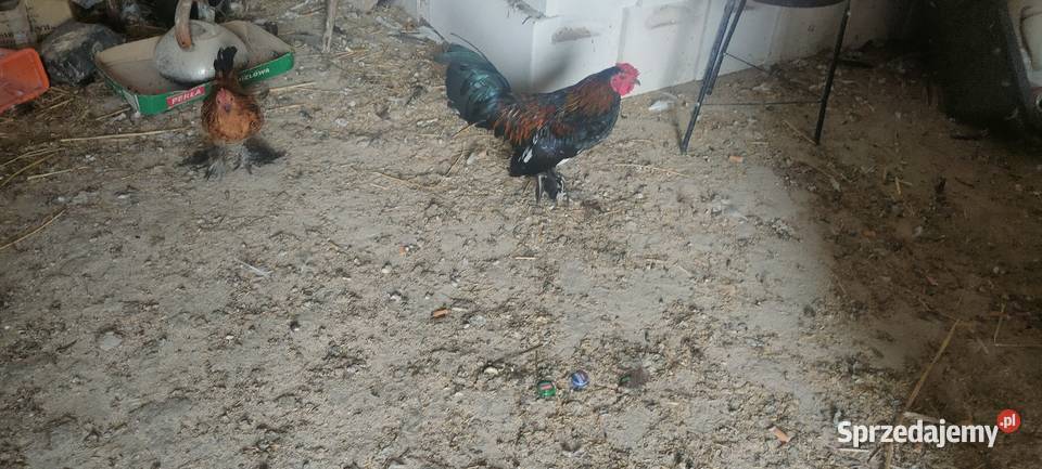 Perliczka samica Tokarówka sprzedam