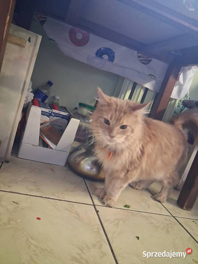 Maine coon kocica Sandomierz