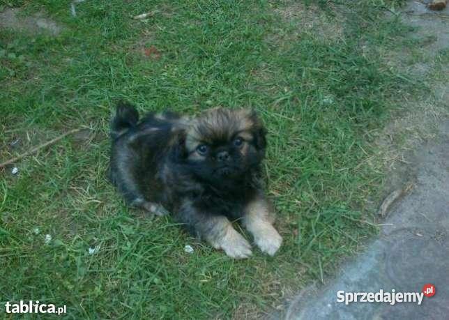 pekinczyki opolskie Stradunia sprzedam