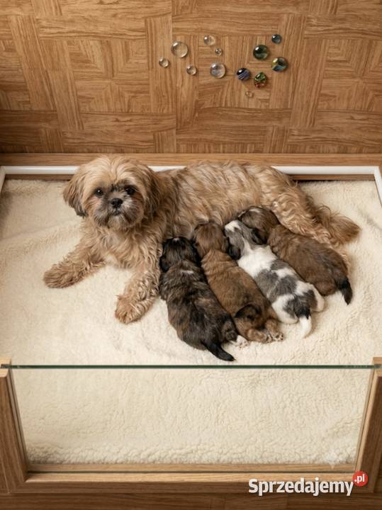 Shih tzu Płock