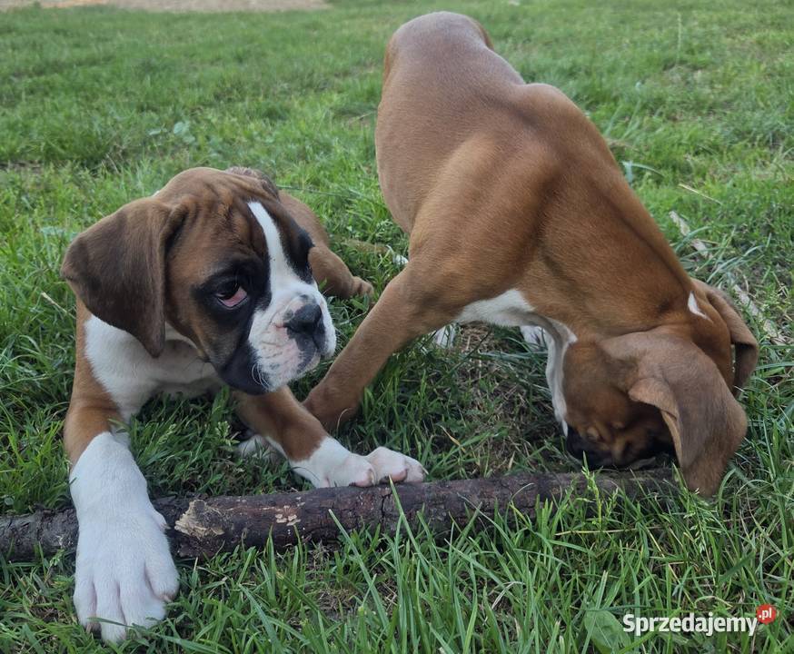 Bokser szczenięta Dominowo