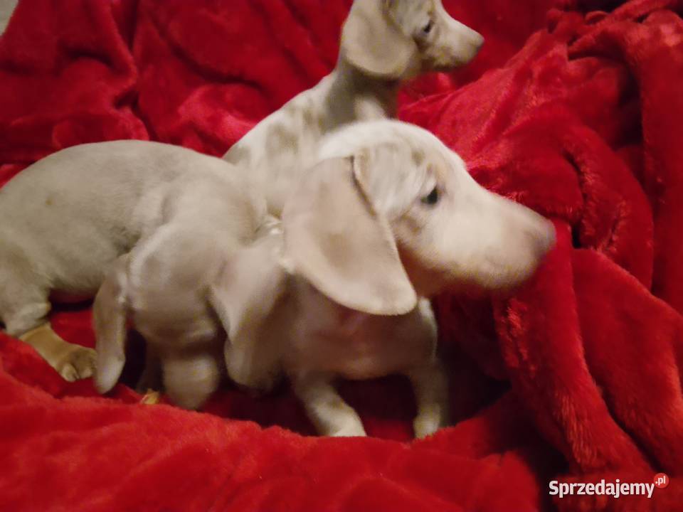 Jamnik miniaturowy merle izabell Jamnik Garbów