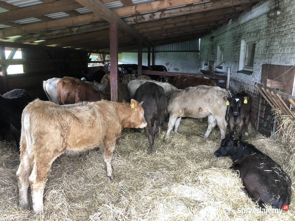 BYKI I JAŁOWKI MESNE Werówka