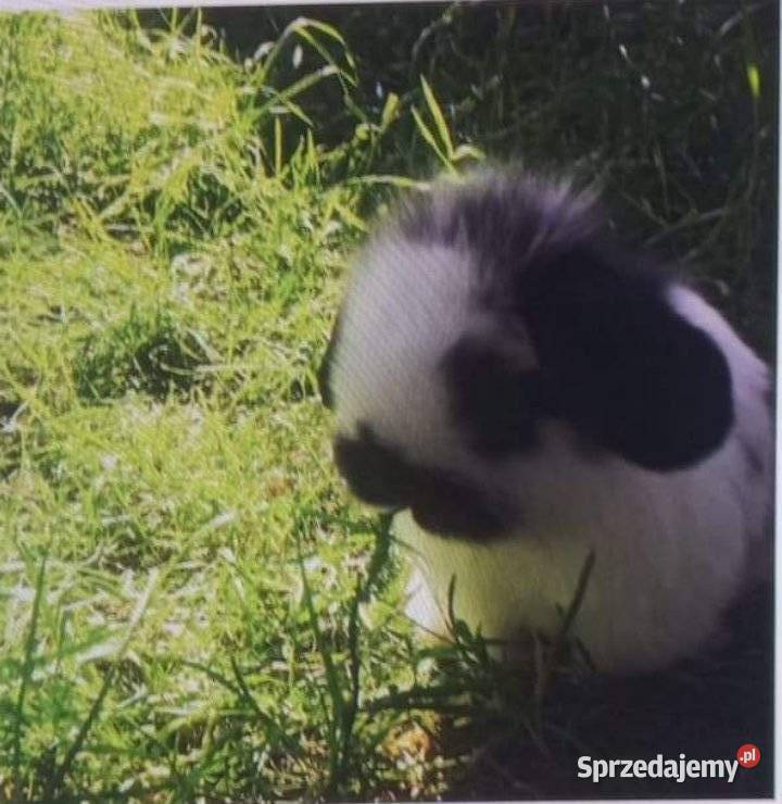 Królik miniaturka długowłosy baranek minilop