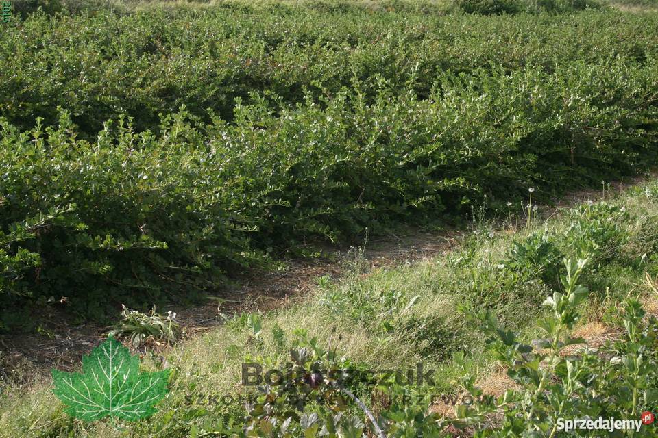 Sadzonki agrestu Mucurines Kamieniar Puszkińskij lubelskie Stary Pożóg sprzedam