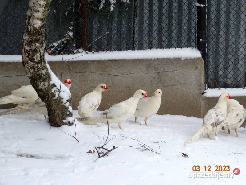 Sprzedam Bażanty bażantach brzoskwiniowych z Gostyń sprzedam