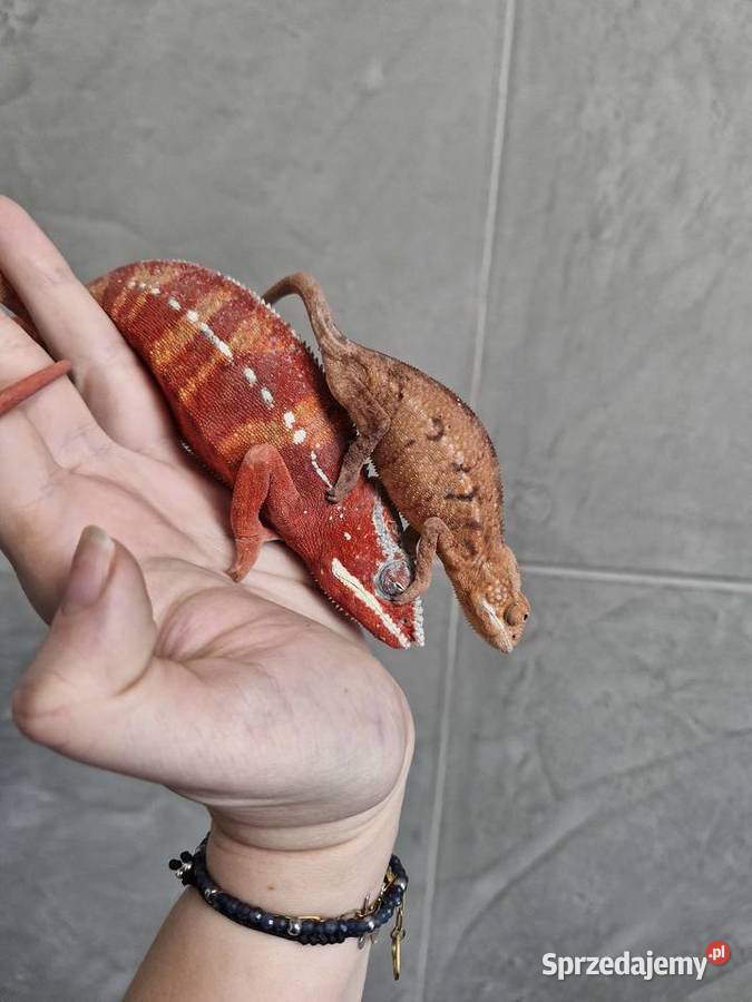 Kamelon Lamparci Ambilobe samiec I samica dolnośląskie sprzedam