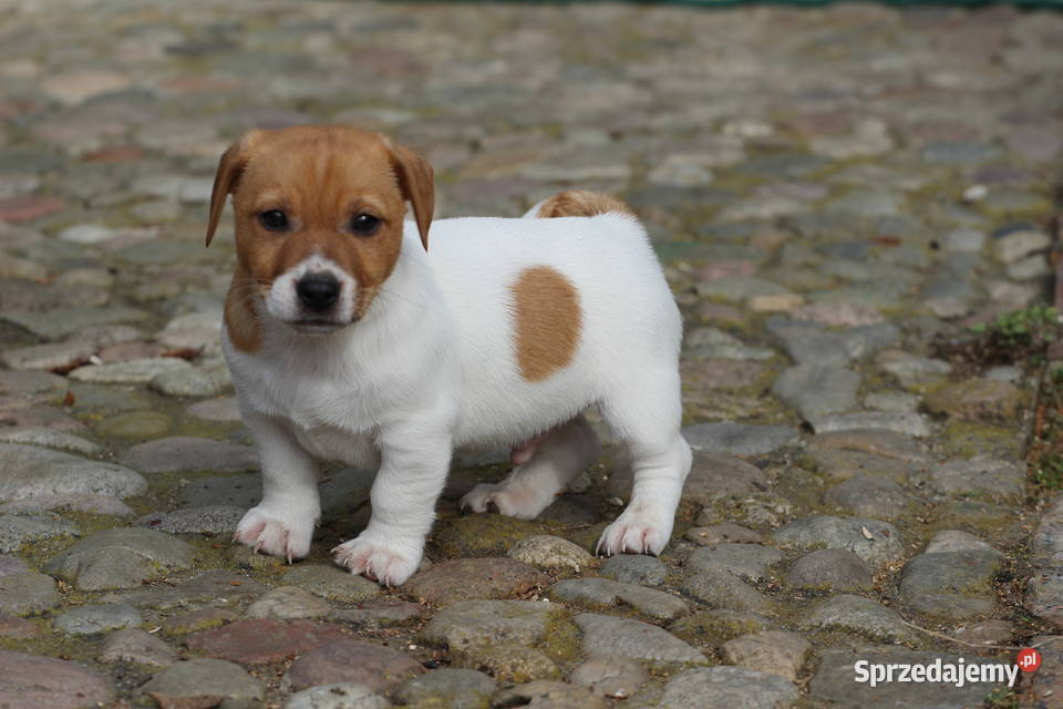 Piesek Jack Russell Terrier