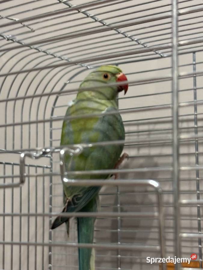 Papuga Aleksandretta Obrożna