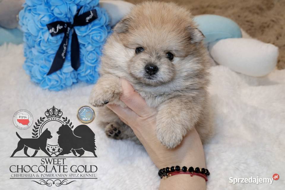 Szpic miniaturowy pomeranian Orange merle