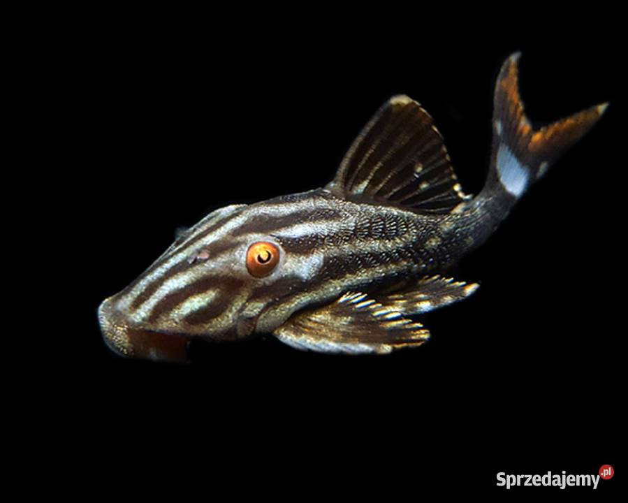 Glonojad L190 Panaque nigrolineatus ODŁÓW XL
