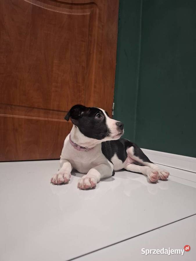 Szczeniaki amstaff Amstaff Psy