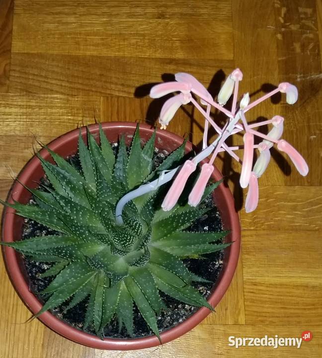 Aloes ościsty dorosła roślina średnica 23Kwiat Łódź