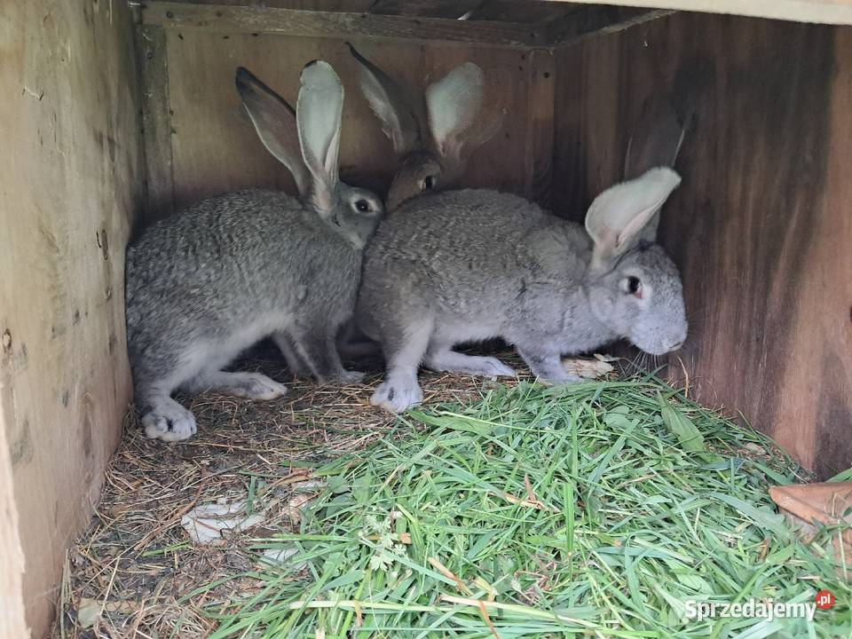 Króliki hodowlane Króliki Lublin