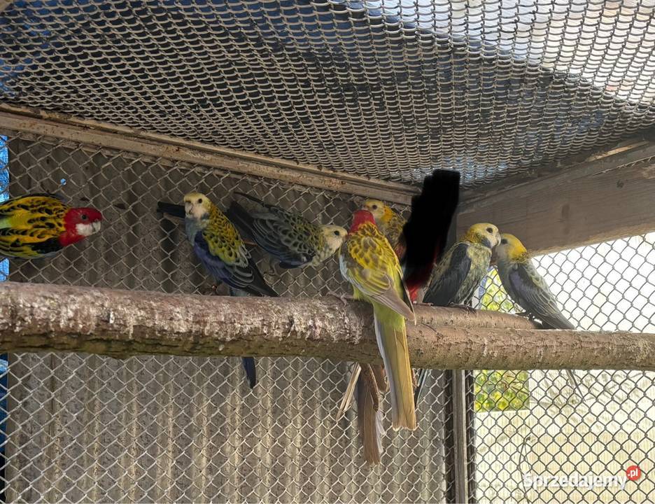 Papugi Rozelle różne rodzaje sprzedam