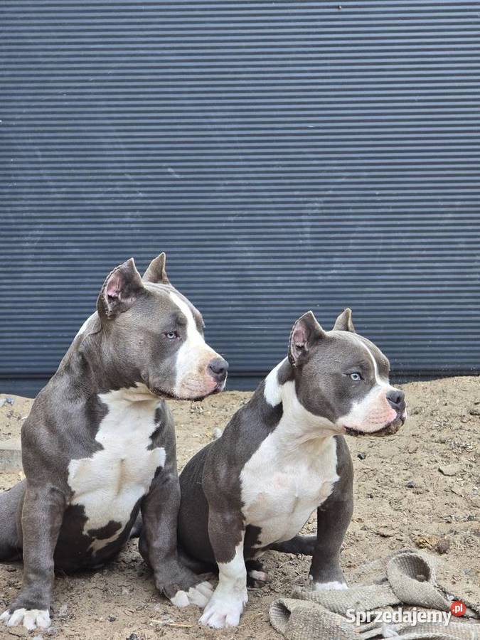American bully Opalenica sprzedam