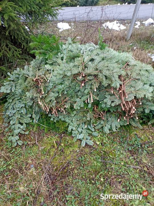 gałązki jodły kaukaskiej stroisz idealne na Dębica