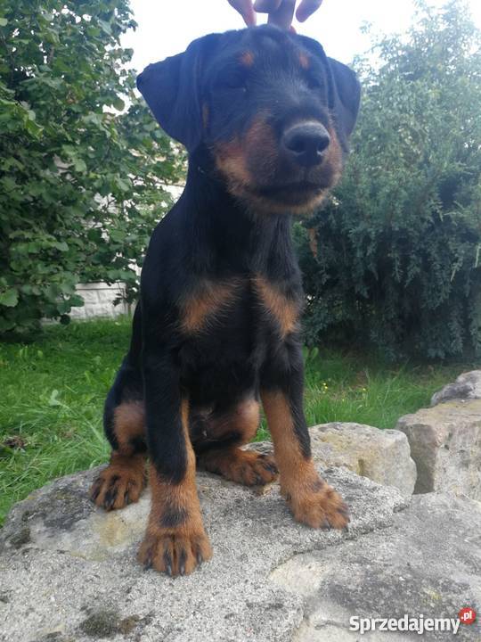 Niemiecki Terier Myśliwski Jagdterrier FCI Bolesławiec