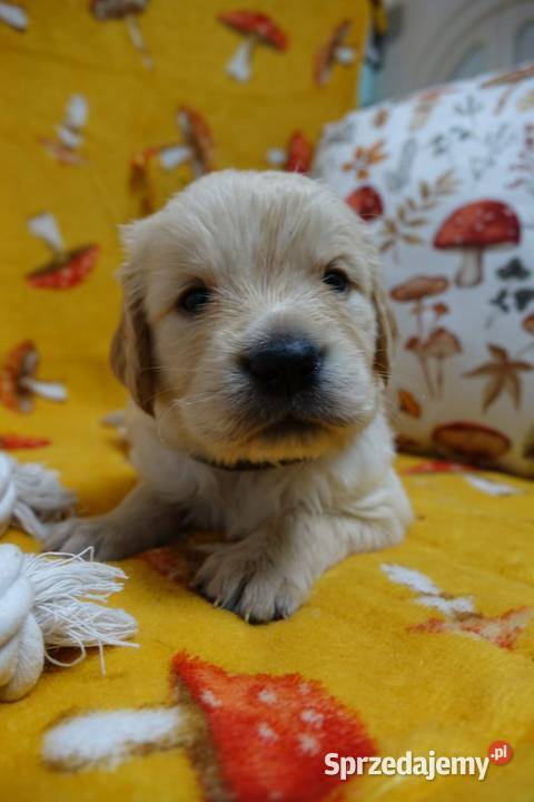 Golden Retriever pieski i suczki złote Tułowice
