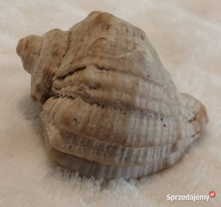 Muszla 48 60 Kreatywne Czeladź