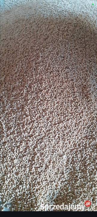 Groszek batuta centrali lubelskie Bereżnica sprzedam