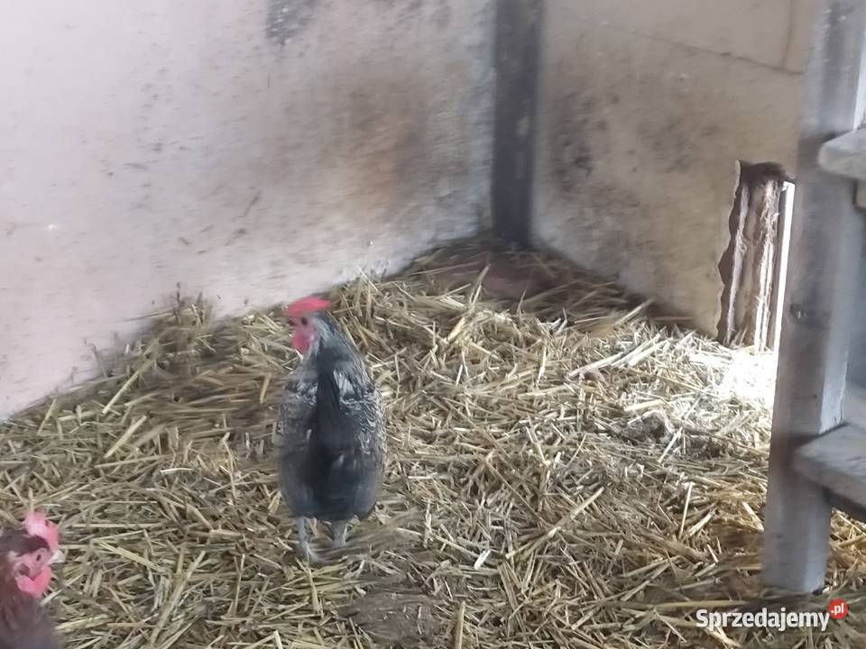 Cwergi cwerki koguciki Kościan