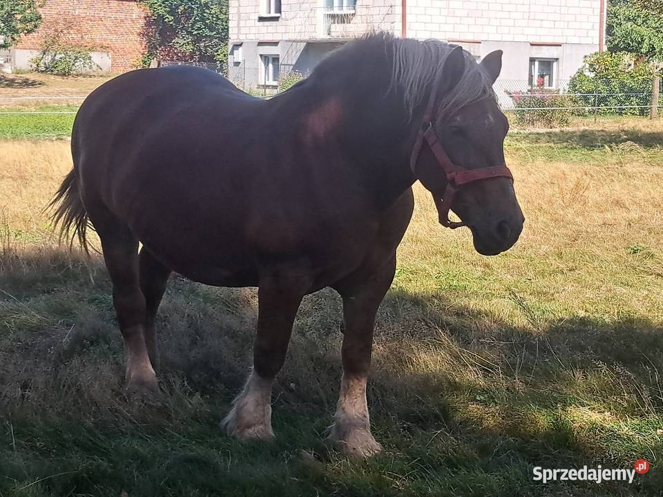 Klacz sokulską żrebna Natalin sprzedam