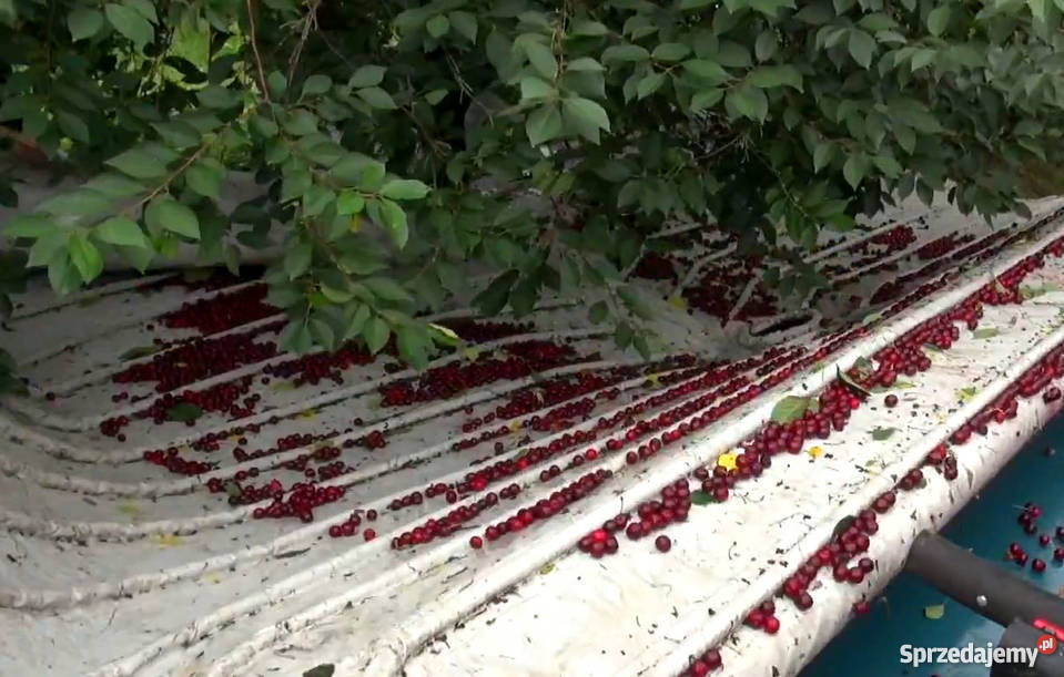 Plandeki rolnicze plandeki do otrząsarek Starachowice sprzedam