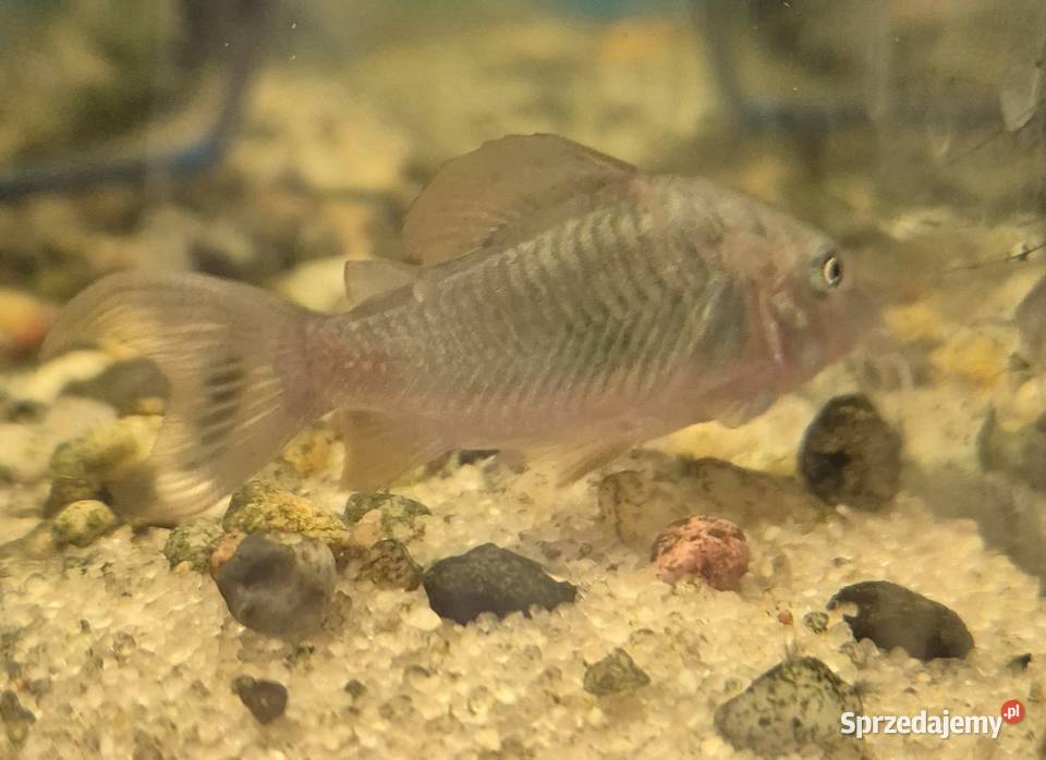 Kirysek szmaragdowy sprzedam