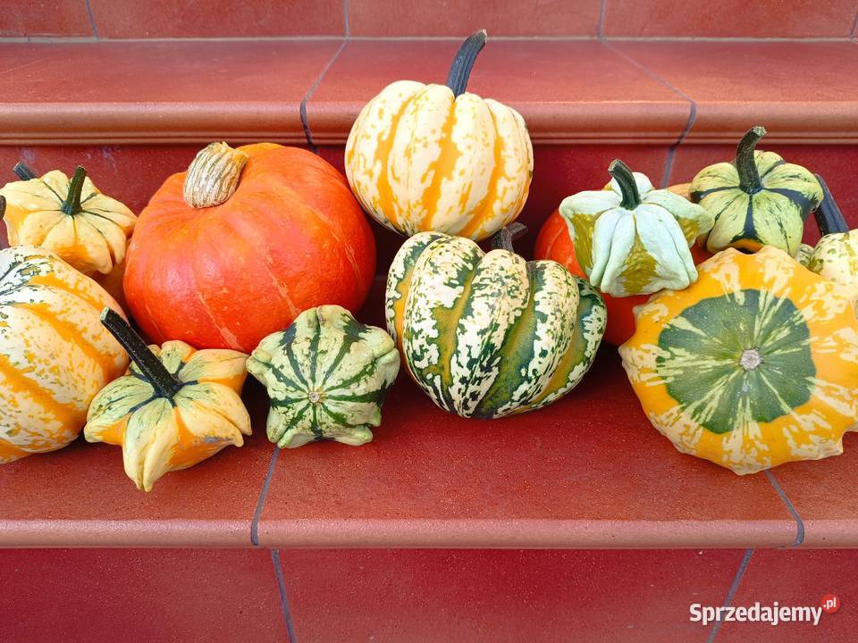 Dynia jadalna ozdobna Halloween Hokkaido piżmowa małopolskie Mostek sprzedam