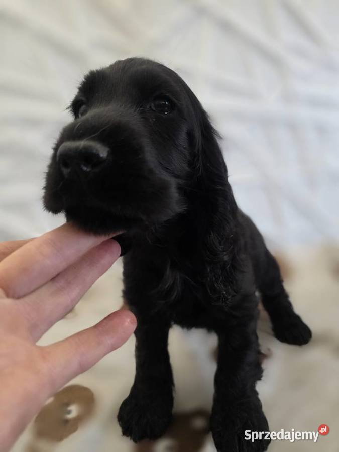 Cocker spaniel angielski pieski i sunie Żelazków