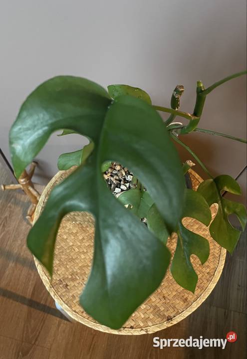 Rhaphidophora tetrasperma monstera Minima Gdańsk sprzedam